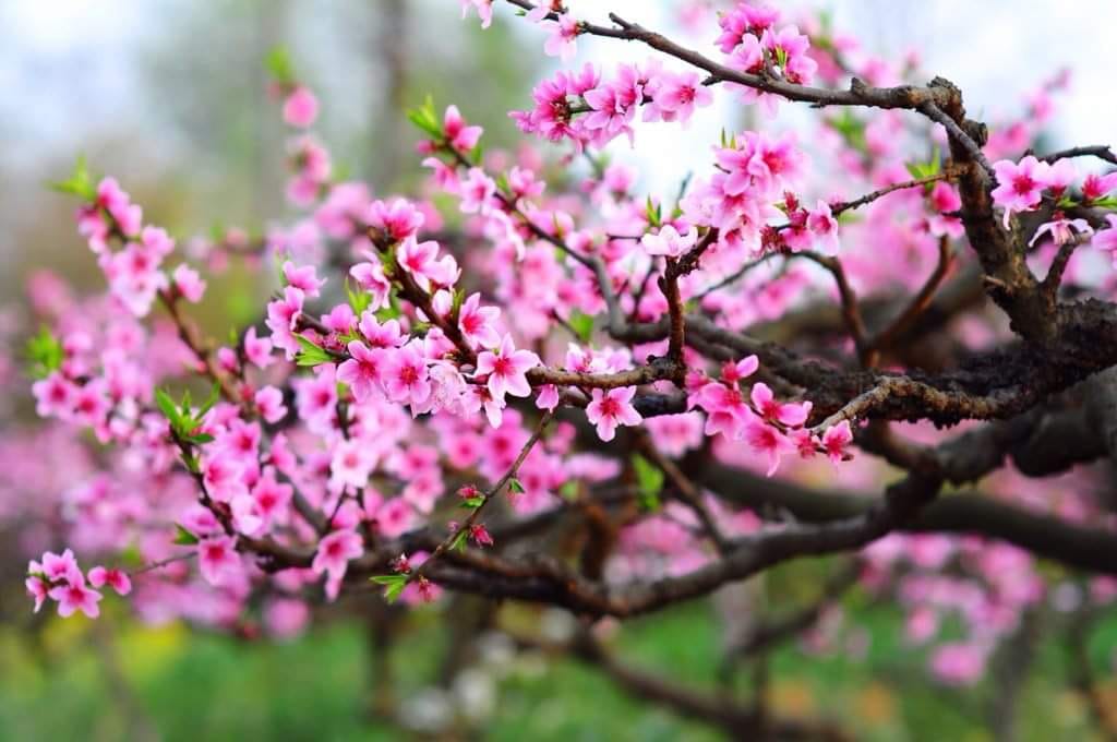 Tại sao lại chưng hoa đào ngày Tết?